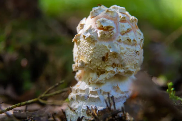 Pilz Wald — Stockfoto