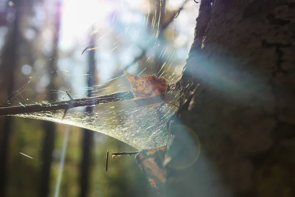 Örümcek ormanda bir ağ büktü.