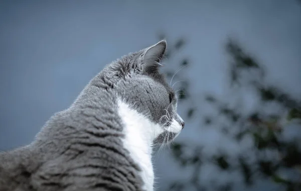 Porträtt Katt Fönstret — Stockfoto