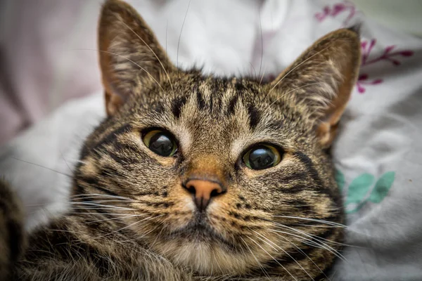 Porträtt Grå Katt Nära Håll — Stockfoto