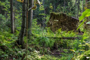 Öğleden sonra yeşil çimenler ve ağaçlarla dolu bir orman.