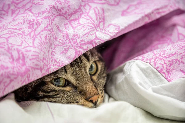 Gri Kedi Battaniyenin Altından Dışarı Bakıyor — Stok fotoğraf