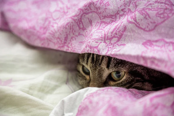Gray Cat Looking Out Blanket — Stock Photo, Image