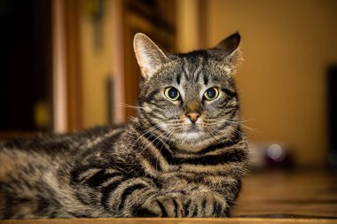 Gri kedi yerde yatıyor ve bir yerlere bakıyor.