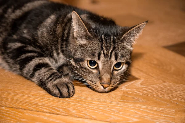 Gri Kedi Yerde Yatar Bir Yerlere Bakar — Stok fotoğraf