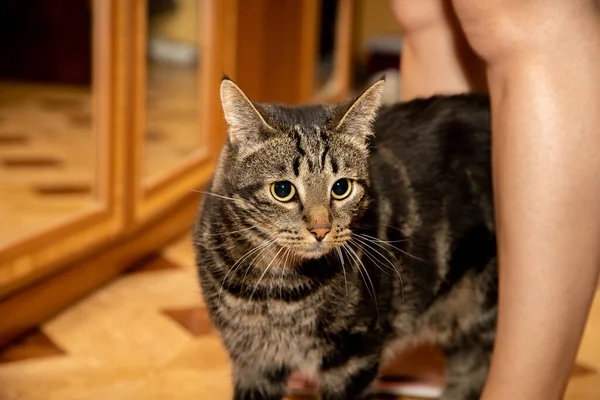 Gri kedi bacaklarının arasında durur ve bir yere bakar.