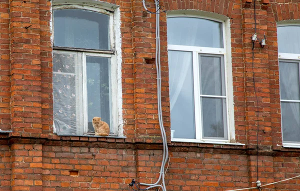 Vieja Casa Ladrillo Gato Sienta Ventana Del Segundo Piso — Foto de Stock