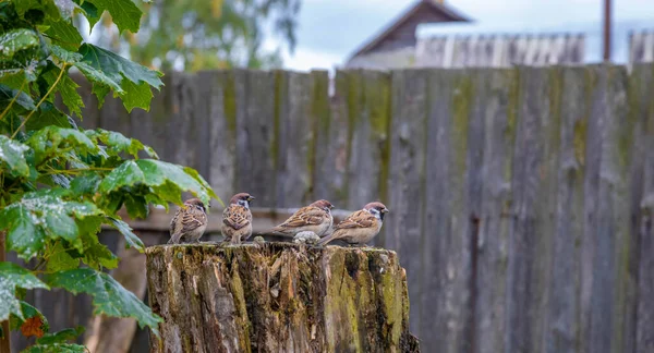 Ağaç kütüğünde 4 serçe oturuyor.