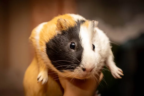 Kobay, sahibinin kollarında oturur.