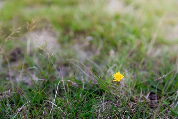 Gul Blomma Står Ensam Ett Grönt Fält — Stockfoto