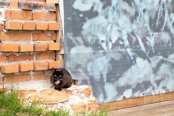Černá Kočka Sedí Zdi Červených Cihel — Stock fotografie