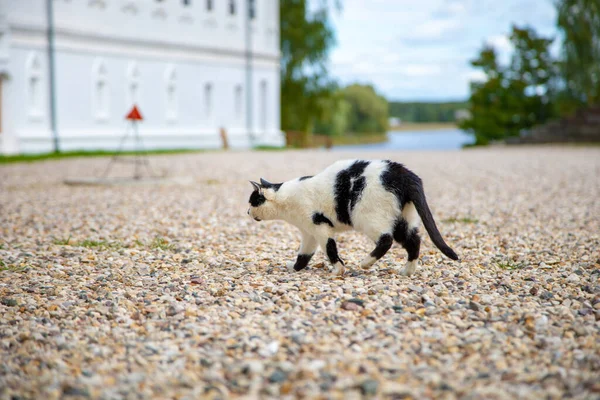 Černá Bílá Kočka Někoho Pronásleduje — Stock fotografie