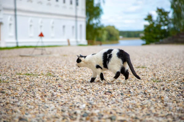 Svart Och Vit Katt Jagar Någon — Stockfoto