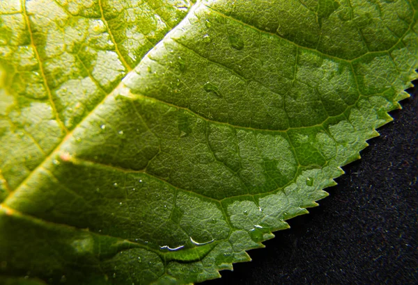 Siyah arka planda yeşil yaprak. Su yeşil bir yapraktan aşağı akıyor.