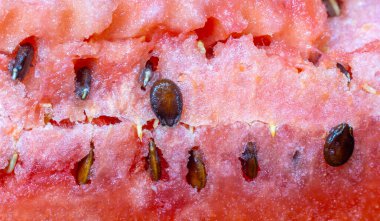 Taze kırmızı karpuz yakın plan.