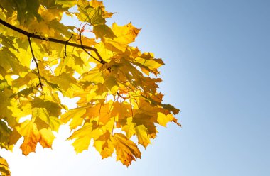 Sarı akçaağaç yaprakları mavi gökyüzü ve güneşin arka planında. Sonbahar geldi.