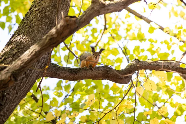 Esquilo Senta Branche Uma Árvore Olha Para Lente Fotógrafo — Fotografia de Stock