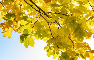 Sarı akçaağaç yaprakları mavi gökyüzü ve güneşin arka planında. Sonbahar geldi.