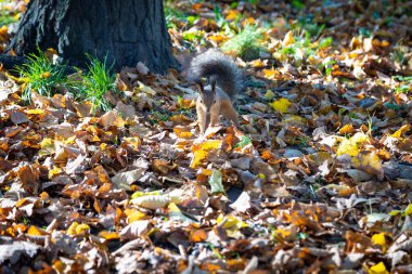 Sincap düşen ağaç yaprakları boyunca koşar. Sonbahar geldi.