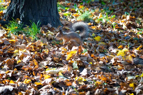 Esquilo Corre Longo Das Folhas Caídas Árvores Outono — Fotografia de Stock