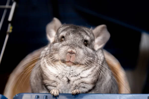 Velký Načechraný Šedý Chinchilla Zblízka Portrét Spodní Pohled — Stock fotografie