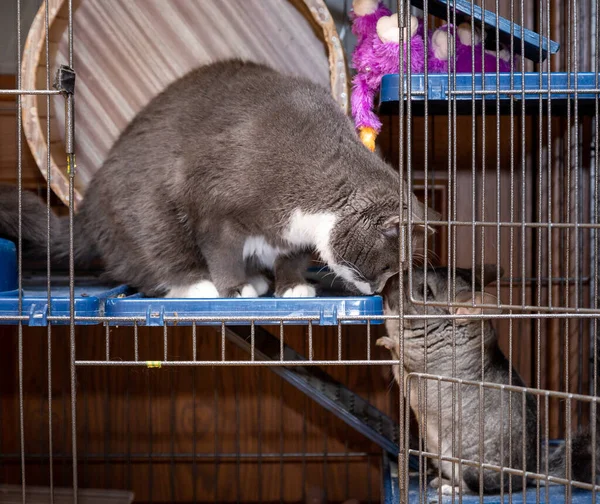 Gros Chinchilla Gris Moelleux Assis Dans Une Cage Avec Chat — Photo