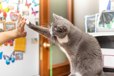 Kedi masaya oturur ve sahibine pençe atar.