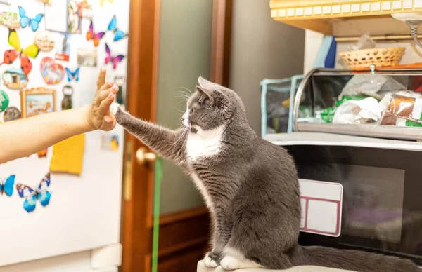 Katze Sitzt Auf Dem Tisch Und Gibt Ihrem Besitzer Eine — Stockfoto