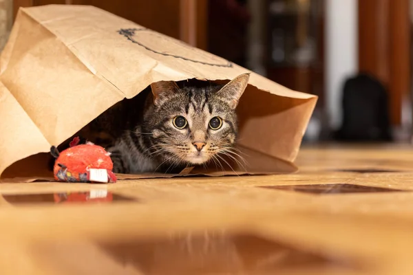 Katze Sitzt Papiertüte Und Schaut Uns — Stockfoto