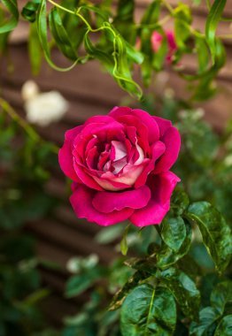 Yaz aylarında kırmızı gül 