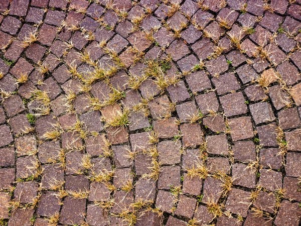 Yellow dry grass is visible between the stones of the old sidewalk — Stock Photo, Image