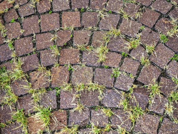 Green grass sprouted between the red stones of the pavement — Stock Photo, Image