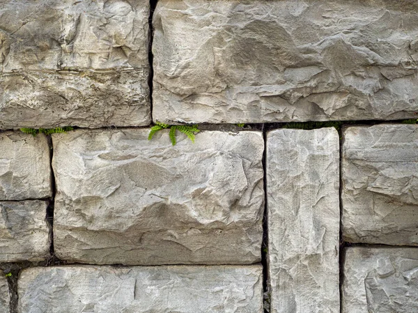 Kaldırımın eski taşları arasında, yeşil çimen dışarı peeps — Stok fotoğraf