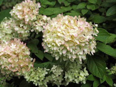 Yeşil yaprak arka plan üzerinde Ortanca paniculata Bush