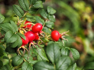 Gül kalçalı yeşil çiçek arka plan