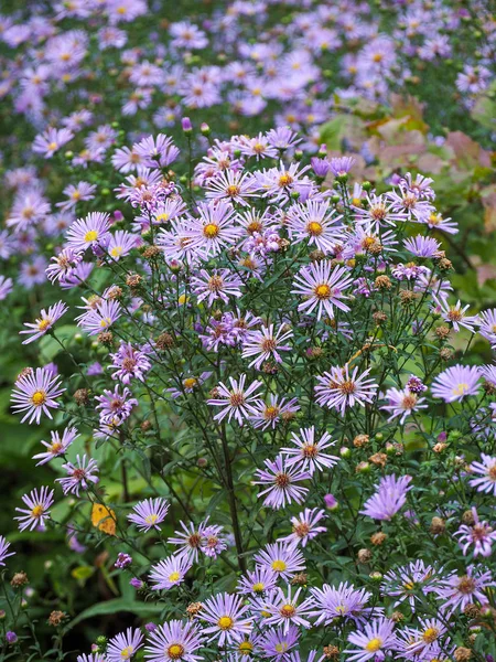 Vertikalen floralen Hintergrund mit lila New York Aster gefüllt — Stockfoto