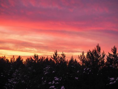 Çam ağaçlarının tepesinde parlak kırmızı şafak