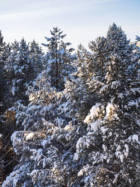 De toppen van de dennen zijn bedekt met witte pluizige sneeuw — Stockfoto