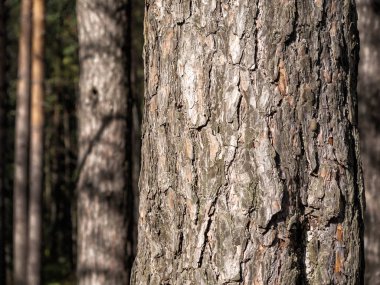 Güneşin ışınları çam ağaçlarının gövdelerine güzelce düşer.