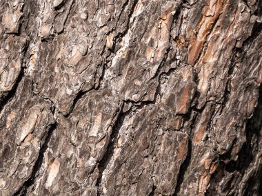 Çam kabuğunun üzerinde, düzensiz çizgiler çapraz konum