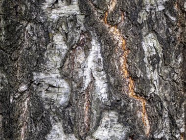 Eski bir huş ağacının kabuğundaki desenler yaşına ihanet eder.
