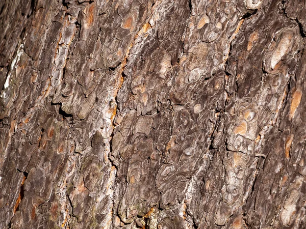 Casca castanha de pinheiro com textura atraente — Fotografia de Stock