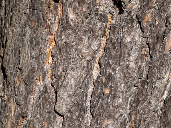 Ruwe strepen lopen langs het gehele ruwe oppervlak van de dennenschors van boven naar beneden — Stockfoto