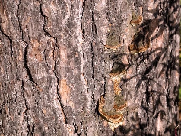 Houtpaddenstoelen groeien op het oppervlak van een dennenschors verlicht door de ondergaande zon — Stockfoto