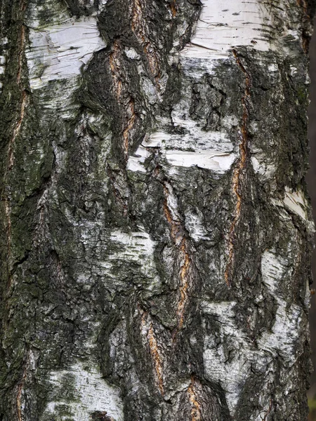 Furrows op de schors van een oude berk opgesteld in een ketting — Stockfoto