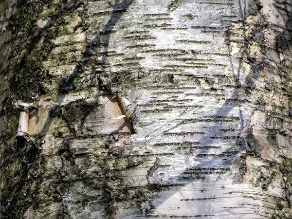 Houtachtergrond met parallelle lijnen op de berkenschors — Stockfoto