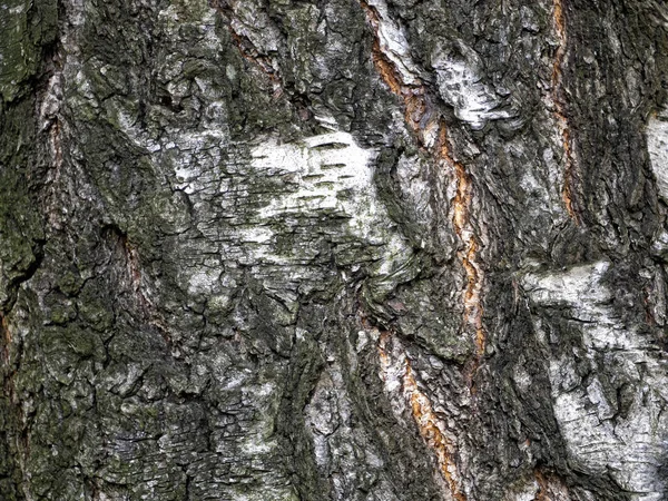 Textura da velha casca de vidoeiro com musgo — Fotografia de Stock