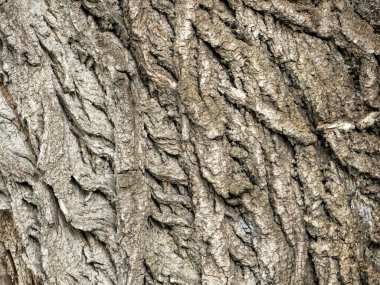 Kavak kabuğundaki dışbükey çizgiler ilginç bir desen oluşturdu.