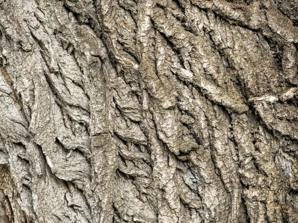 As linhas convexas na casca de álamo formaram um padrão interessante — Fotografia de Stock