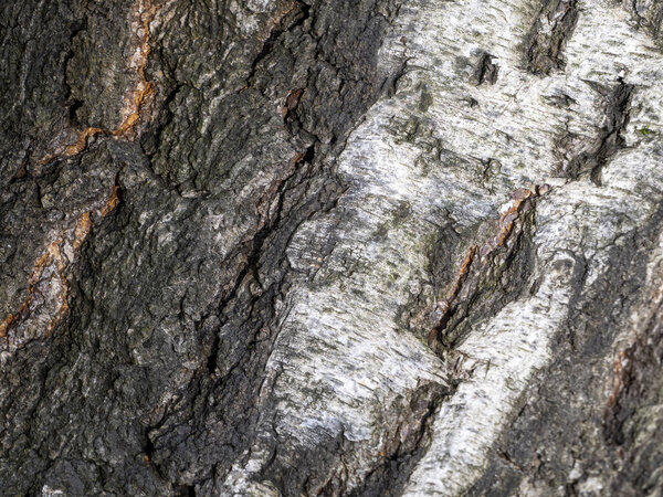 Irregularities and cracks cross the birch bark diagonally and create an interesting pattern